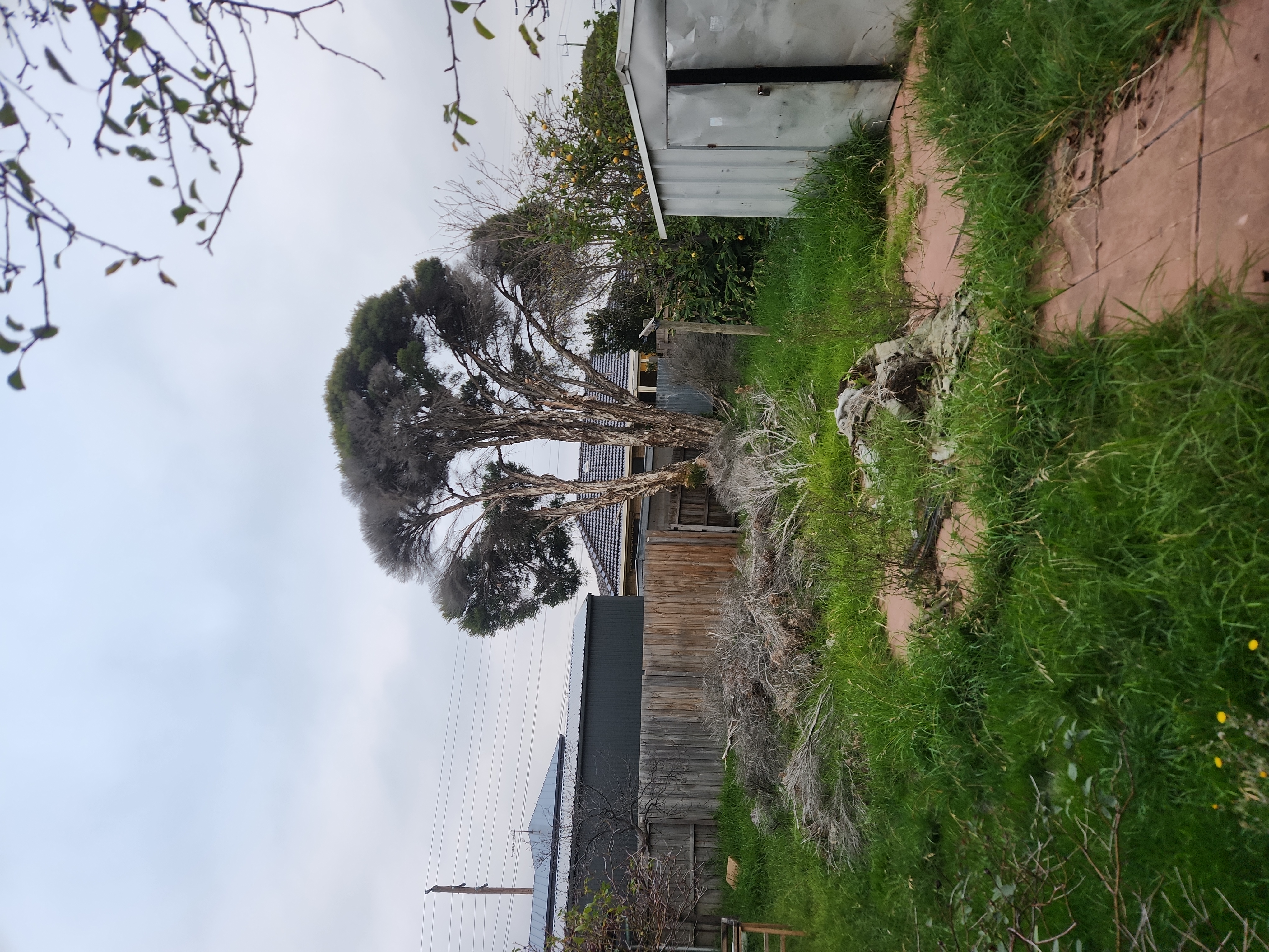 Backyard Tree & Lawn Care